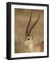 Male Grant's Gazelle, Samburu National Reserve, Kenya, East Africa, Africa-James Hager-Framed Photographic Print