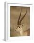 Male Grant's Gazelle, Samburu National Reserve, Kenya, East Africa, Africa-James Hager-Framed Photographic Print