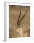 Male Grant's Gazelle, Samburu National Reserve, Kenya, East Africa, Africa-James Hager-Framed Photographic Print