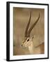 Male Grant's Gazelle, Samburu National Reserve, Kenya, East Africa, Africa-James Hager-Framed Photographic Print