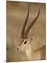 Male Grant's Gazelle, Samburu National Reserve, Kenya, East Africa, Africa-James Hager-Mounted Photographic Print