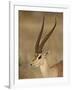 Male Grant's Gazelle, Samburu National Reserve, Kenya, East Africa, Africa-James Hager-Framed Photographic Print