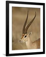 Male Grant's Gazelle, Samburu National Reserve, Kenya, East Africa, Africa-James Hager-Framed Photographic Print