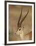 Male Grant's Gazelle, Samburu National Reserve, Kenya, East Africa, Africa-James Hager-Framed Photographic Print
