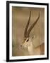 Male Grant's Gazelle, Samburu National Reserve, Kenya, East Africa, Africa-James Hager-Framed Photographic Print