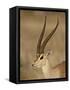 Male Grant's Gazelle, Samburu National Reserve, Kenya, East Africa, Africa-James Hager-Framed Stretched Canvas