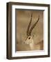 Male Grant's Gazelle, Samburu National Reserve, Kenya, East Africa, Africa-James Hager-Framed Photographic Print