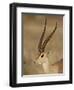 Male Grant's Gazelle, Samburu National Reserve, Kenya, East Africa, Africa-James Hager-Framed Photographic Print