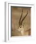 Male Grant's Gazelle, Samburu National Reserve, Kenya, East Africa, Africa-James Hager-Framed Photographic Print