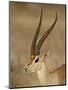 Male Grant's Gazelle, Samburu National Reserve, Kenya, East Africa, Africa-James Hager-Mounted Photographic Print