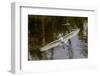 Male Great egret flying, Merritt Island National Wildlife Refuge, Florida-Adam Jones-Framed Photographic Print