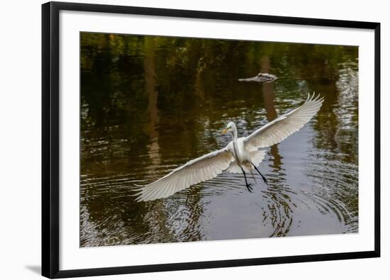 Male Great egret flying, Merritt Island National Wildlife Refuge, Florida-Adam Jones-Framed Photographic Print