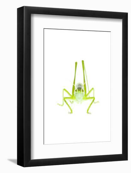 Male Great Green Bush Cricket (Tettigonia Viridissima) Fliess, Naturpark Kaunergrat, Tirol, Austria-Benvie-Framed Photographic Print