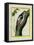 Male Great Spotted Woodpecker-Georges-Louis Buffon-Framed Stretched Canvas