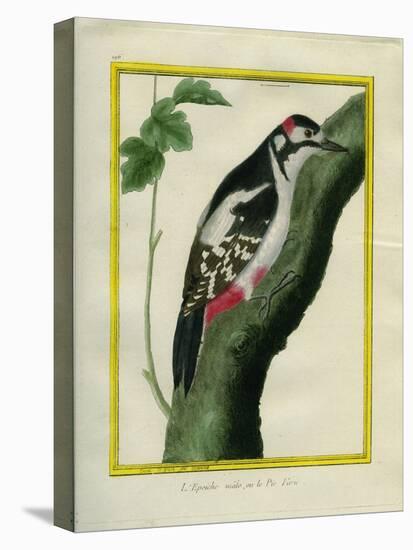 Male Great Spotted Woodpecker-Georges-Louis Buffon-Stretched Canvas
