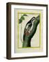 Male Great Spotted Woodpecker-Georges-Louis Buffon-Framed Giclee Print