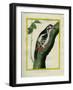 Male Great Spotted Woodpecker-Georges-Louis Buffon-Framed Giclee Print