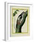 Male Great Spotted Woodpecker-Georges-Louis Buffon-Framed Giclee Print