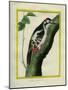 Male Great Spotted Woodpecker-Georges-Louis Buffon-Mounted Giclee Print