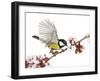 Male Great Tit Taking off from a Flowering Branch - Parus Major, Isolated on White-Life on White-Framed Premium Photographic Print