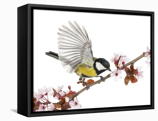 Male Great Tit Taking off from a Flowering Branch - Parus Major, Isolated on White-Life on White-Framed Stretched Canvas