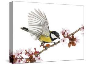 Male Great Tit Taking off from a Flowering Branch - Parus Major, Isolated on White-Life on White-Stretched Canvas