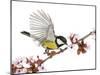 Male Great Tit Taking off from a Flowering Branch - Parus Major, Isolated on White-Life on White-Mounted Photographic Print