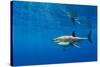 Male Great white shark swimming, Baja California, Mexico-Alex Mustard-Stretched Canvas