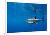 Male Great white shark swimming, Baja California, Mexico-Alex Mustard-Framed Photographic Print