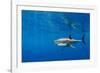 Male Great white shark swimming, Baja California, Mexico-Alex Mustard-Framed Photographic Print