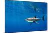 Male Great white shark swimming, Baja California, Mexico-Alex Mustard-Mounted Photographic Print