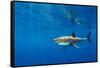 Male Great white shark swimming, Baja California, Mexico-Alex Mustard-Framed Stretched Canvas