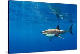 Male Great white shark swimming, Baja California, Mexico-Alex Mustard-Stretched Canvas