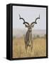 Male Greater Kudu, Kruger National Park, South Africa, Africa-James Hager-Framed Stretched Canvas