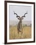 Male Greater Kudu, Kruger National Park, South Africa, Africa-James Hager-Framed Photographic Print