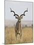 Male Greater Kudu, Kruger National Park, South Africa, Africa-James Hager-Mounted Photographic Print