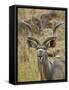 Male Greater Kudu, Kruger National Park, South Africa, Africa-James Hager-Framed Stretched Canvas