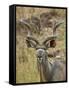 Male Greater Kudu, Kruger National Park, South Africa, Africa-James Hager-Framed Stretched Canvas