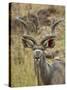 Male Greater Kudu, Kruger National Park, South Africa, Africa-James Hager-Stretched Canvas