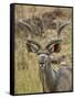 Male Greater Kudu, Kruger National Park, South Africa, Africa-James Hager-Framed Stretched Canvas