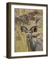 Male Greater Kudu, Kruger National Park, South Africa, Africa-James Hager-Framed Photographic Print