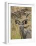 Male Greater Kudu, Kruger National Park, South Africa, Africa-James Hager-Framed Photographic Print