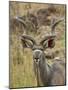 Male Greater Kudu, Kruger National Park, South Africa, Africa-James Hager-Mounted Photographic Print