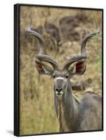 Male Greater Kudu, Kruger National Park, South Africa, Africa-James Hager-Framed Photographic Print