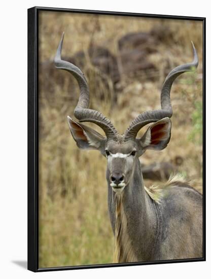 Male Greater Kudu, Kruger National Park, South Africa, Africa-James Hager-Framed Photographic Print