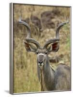 Male Greater Kudu, Kruger National Park, South Africa, Africa-James Hager-Framed Photographic Print