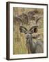 Male Greater Kudu, Kruger National Park, South Africa, Africa-James Hager-Framed Photographic Print