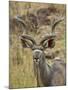 Male Greater Kudu, Kruger National Park, South Africa, Africa-James Hager-Mounted Photographic Print