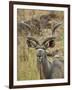 Male Greater Kudu, Kruger National Park, South Africa, Africa-James Hager-Framed Photographic Print