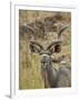 Male Greater Kudu, Kruger National Park, South Africa, Africa-James Hager-Framed Photographic Print